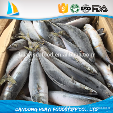 frozen pacific mackerel fish